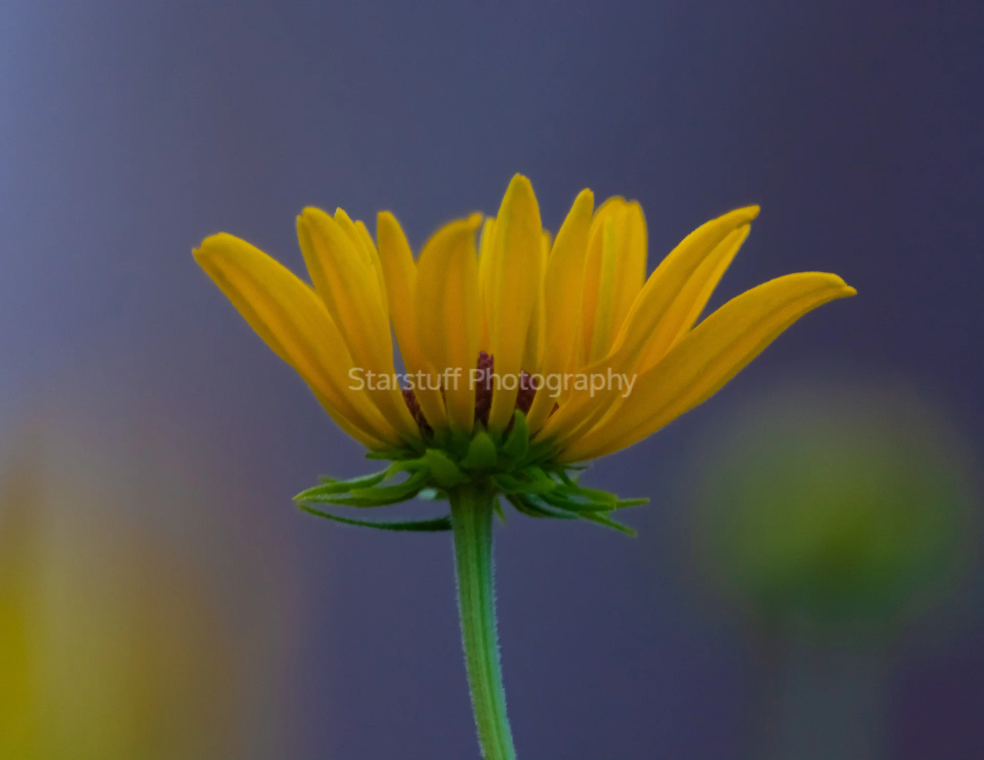 AvB November 2022 Show Prints (6).jpg